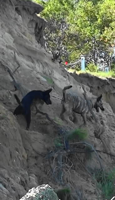 Sakima and Tracer up the cliff CP(1).jpg