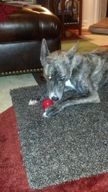 Stay away from my Kong!!