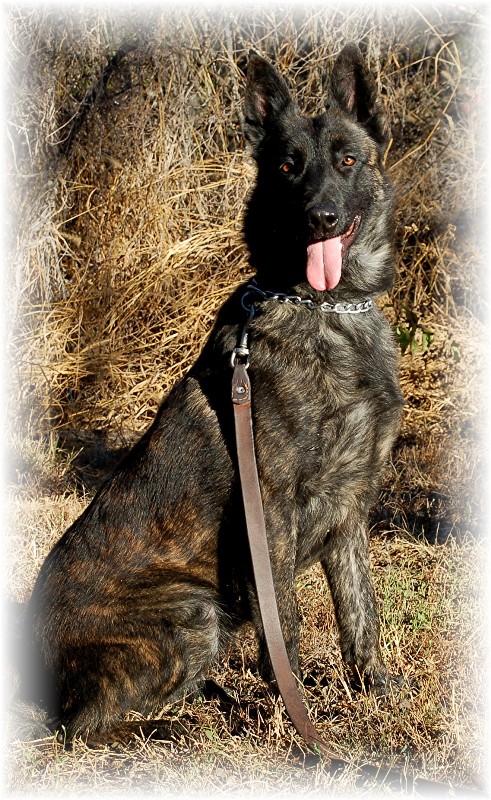 Bo Sit 12-12-08 Adoptions II.jpg