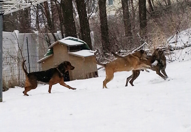 snowdogs18.jpg