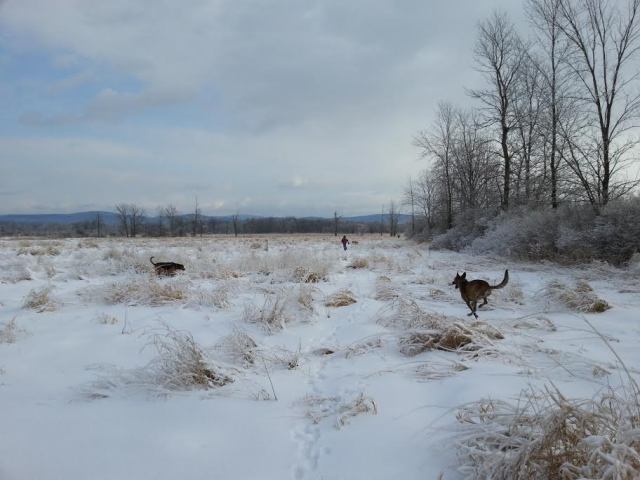 snowdogs17.jpg