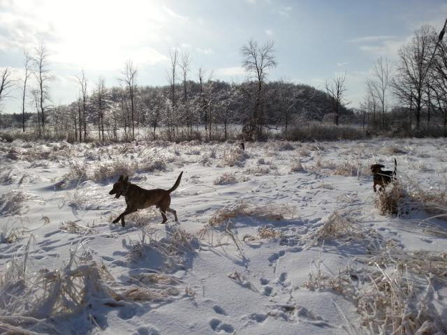 snowdogs15.jpg