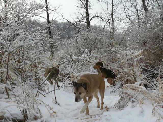 snowdogs14.jpg