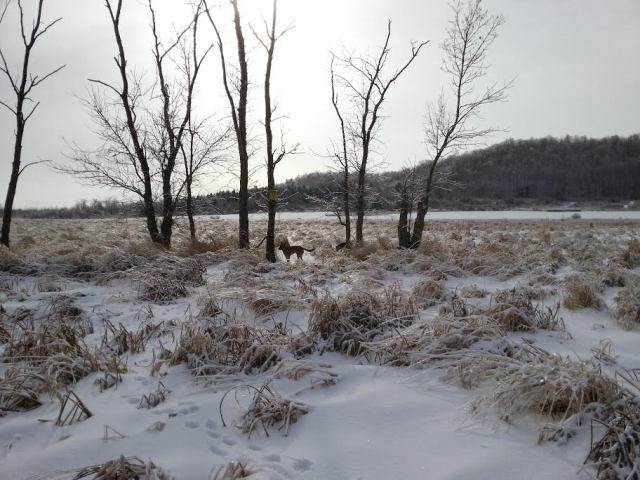 snowdogs13.jpg