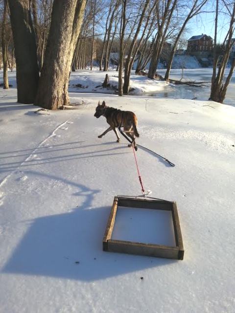"Am I doing it correctly, mom?"  After being asked to "Haw" ("Go left")