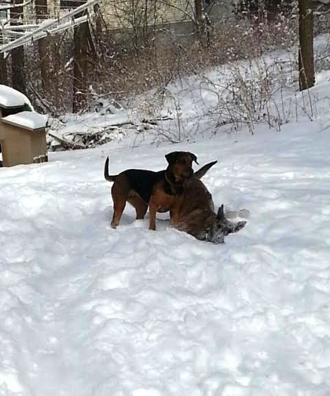snowdogs9.jpg