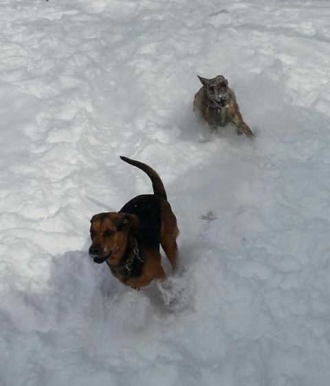 snowdogs8.jpg