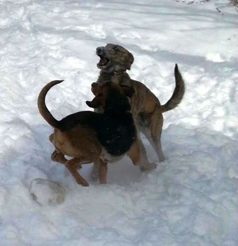 snowdogs6.jpg