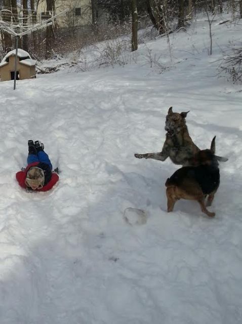 snowdogs5.jpg
