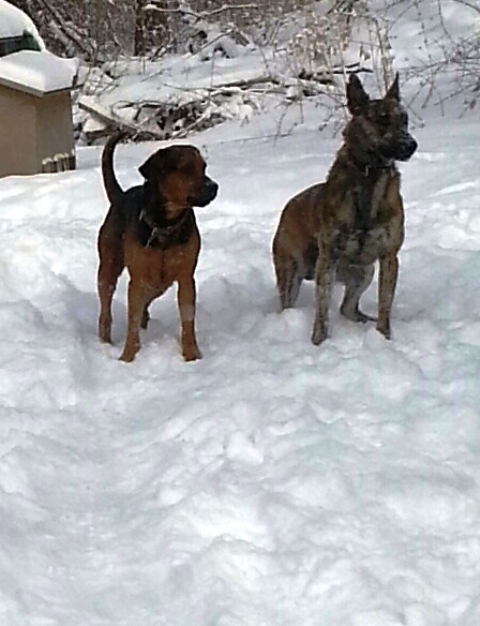 snowdogs4.jpg