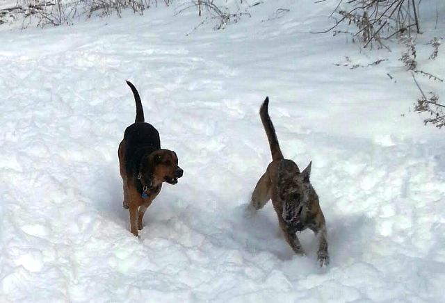snowdogs3.jpg