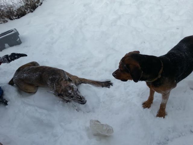 snowdogs2.jpg
