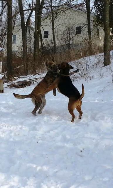 snowdogs1.jpg