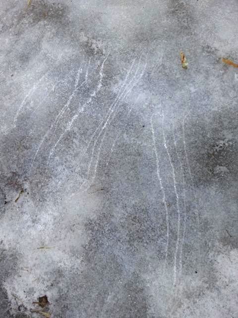 Moko's clawmarks in the ice from getting a running start up the hill...