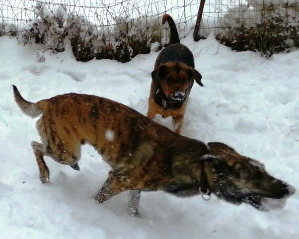 Playing keep-away with the iceball...