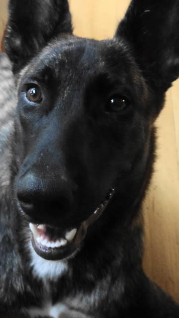 TexXander offcenter headshot at 6 months(1).jpg