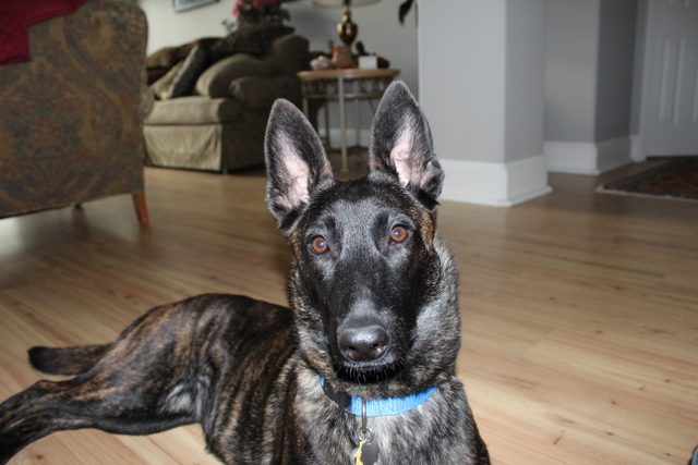 HeHe...In 3 Minutes I'll be ripping the stuffing out of that Sofa behind me-no; the expensive one!