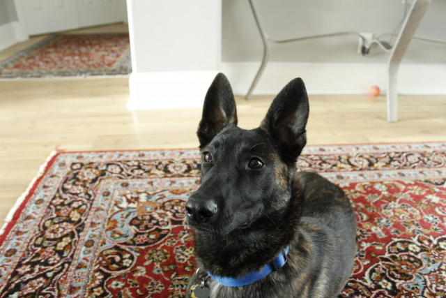 Working Dog?  Not gonna happen.