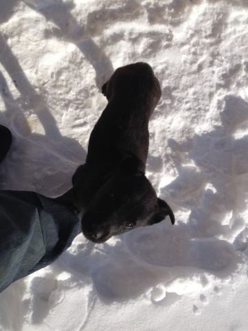 Ginnys first snow.jpg