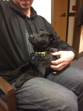 Lap Dog.jpg
