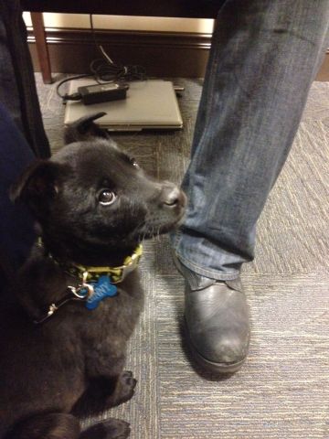 Ginny - Puppy eyes.jpg