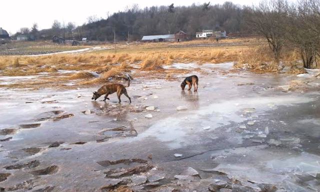 Chasing chunks of ice across frozen area.