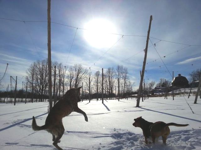 snowday9.jpg