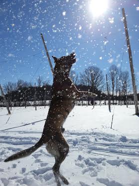 snowday21.jpg