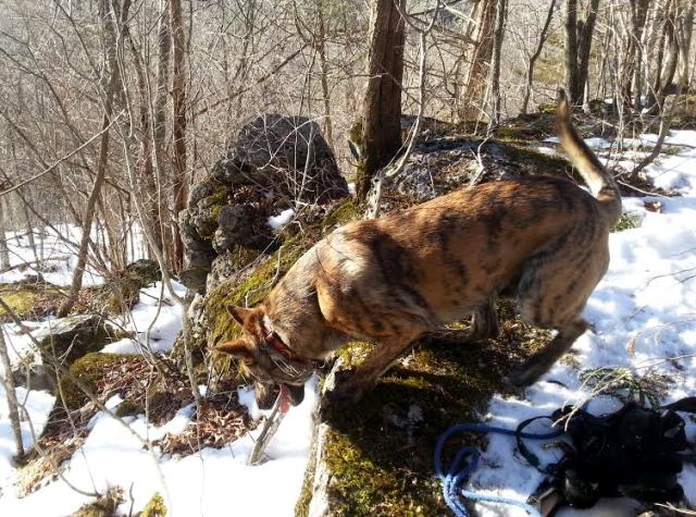 Chasing chipmunks in the woods