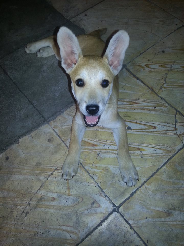 need help identifying if this puppy really is a dutch shepherd mix... cheers! =)