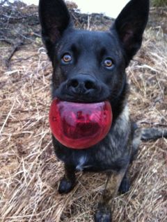 Hobbes and Ball 1.jpg