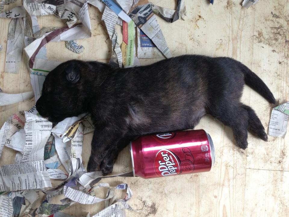 Logan as a new born pup
