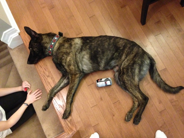 1 year old Logan in the puppy pose