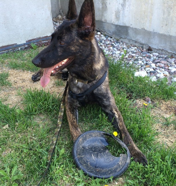 Kong frisbee - destroyed!