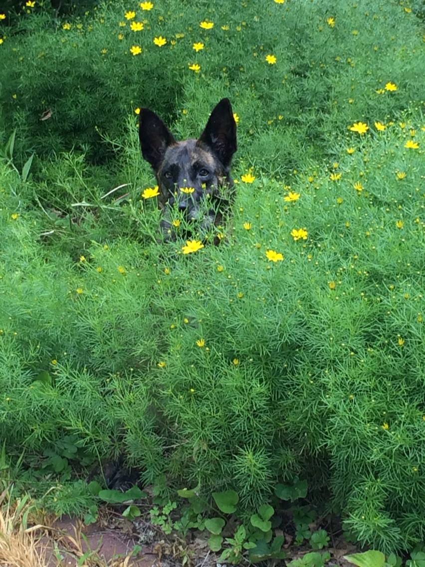 sadie in bushes.jpg