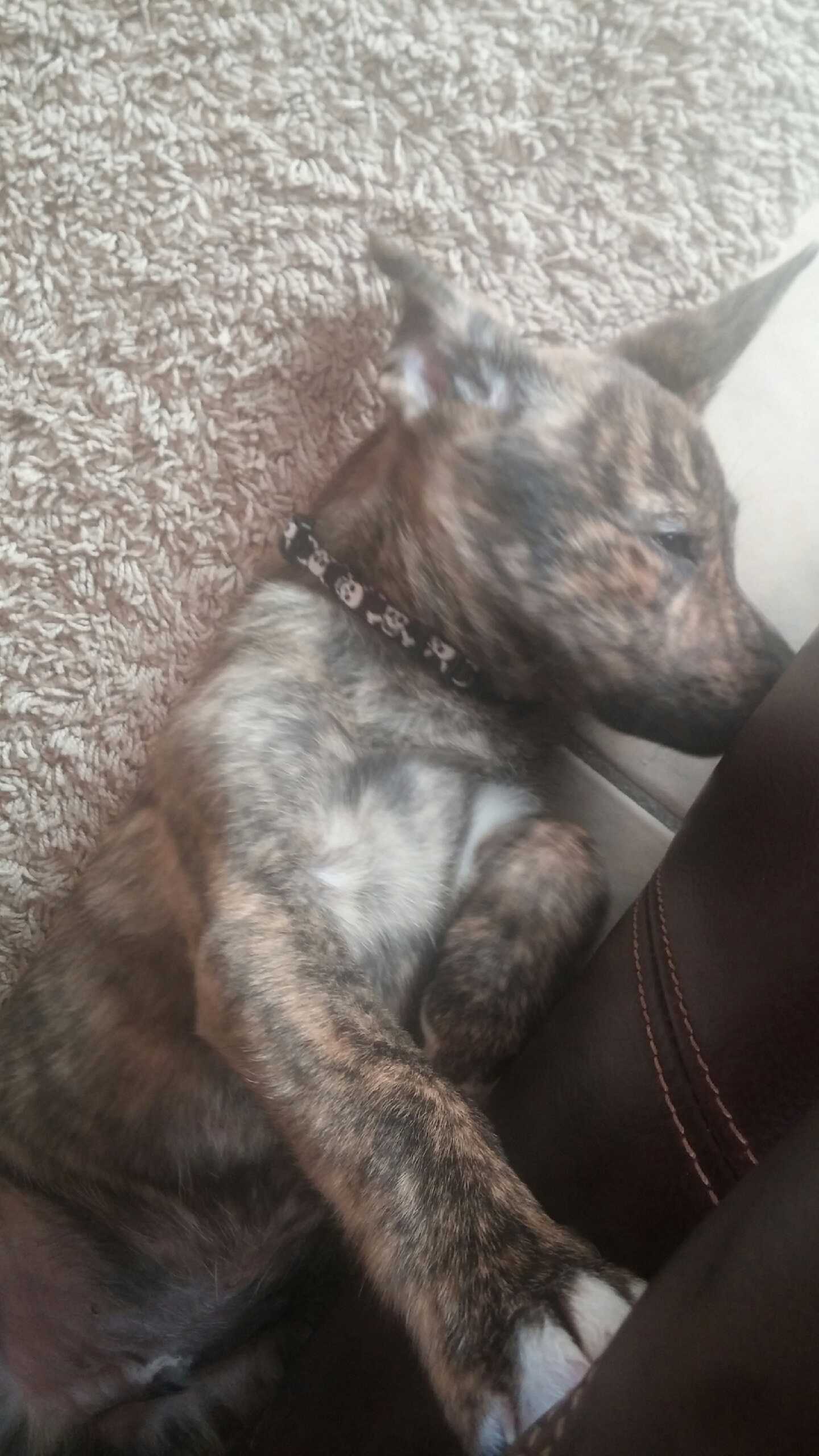 Kitty8.jpg