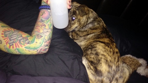 trying to get him to drink last night.