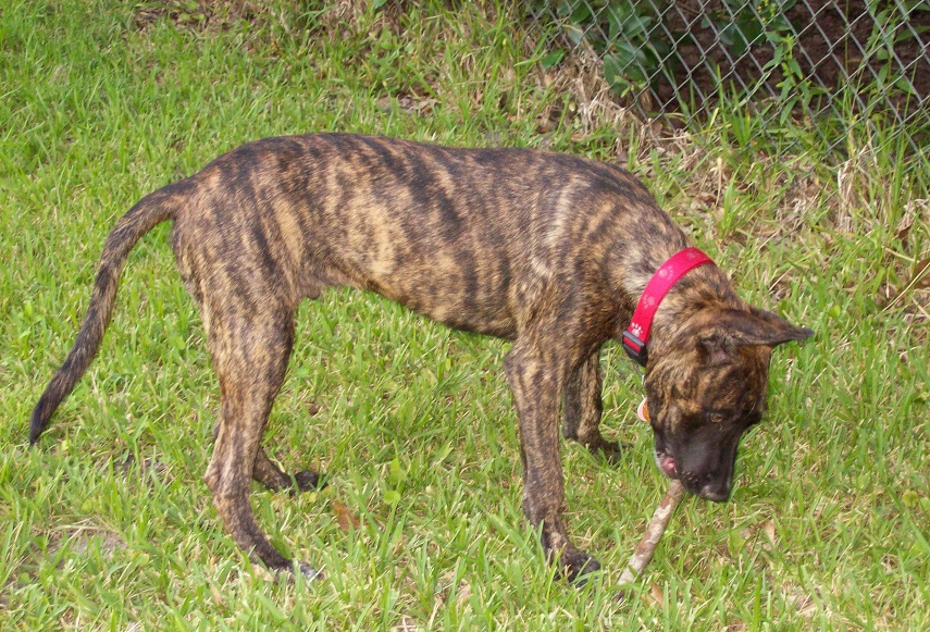 Zorro in yard2.jpg