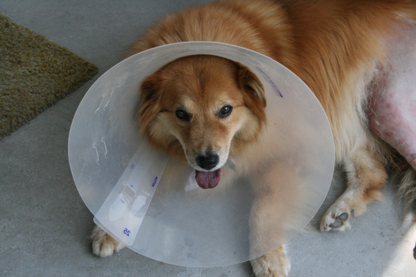 abby_surgery_day_one-3.jpg