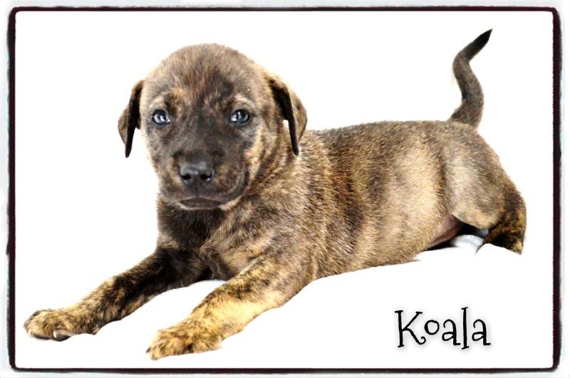 From the rescues website, we decided to keep the same name. :)