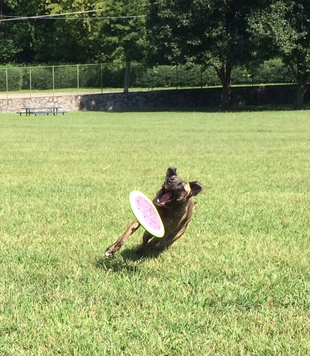Chomp2.jpg