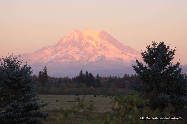 This is the view from Venus' foster house