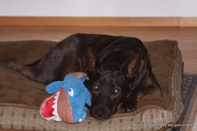 Venus got her shark and got on her bed (by herself)