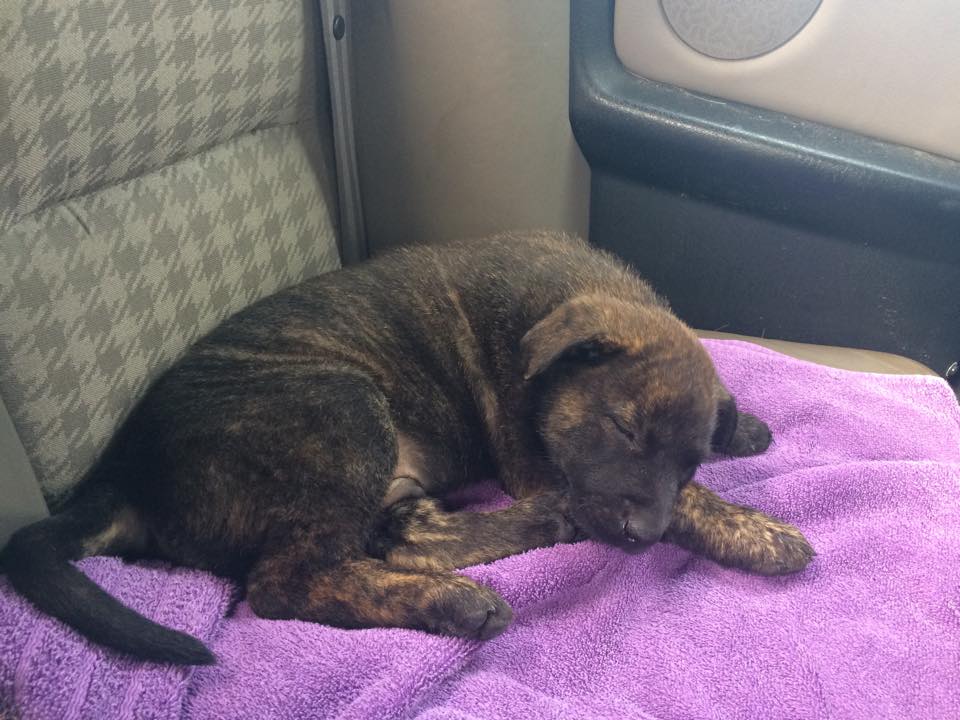 demon 6 weeks old