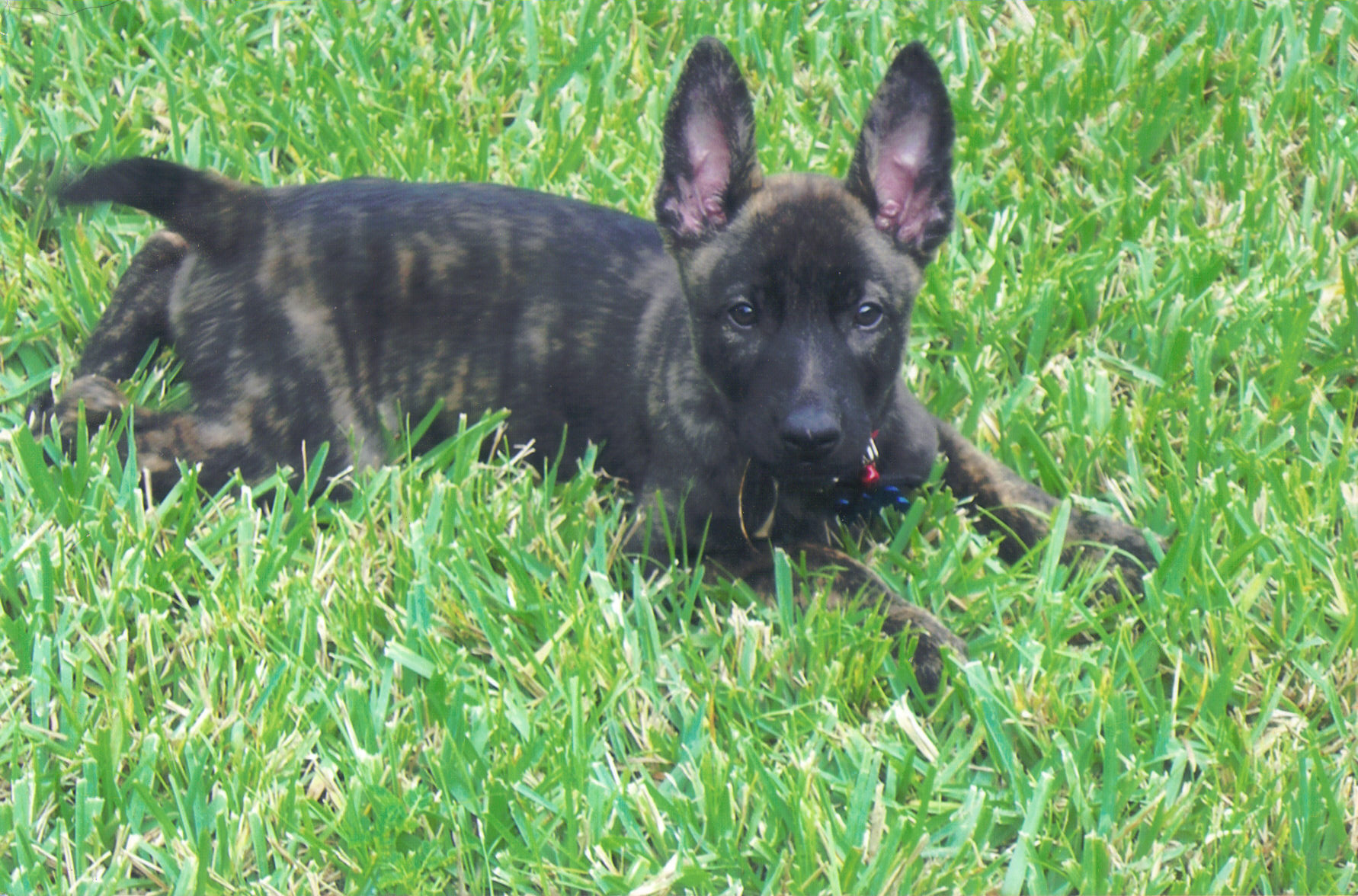 Thor Pup.jpg