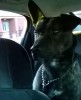 Sitting in the back of my car, best shot I have of his chest spot.