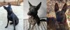 BoysToBeAdopted-winter2015-sm.jpg (351.33 KiB) Viewed 3784 times Looking For Love