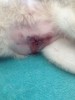 monday morning, you can see why i freaked out and thought stitches had burst
