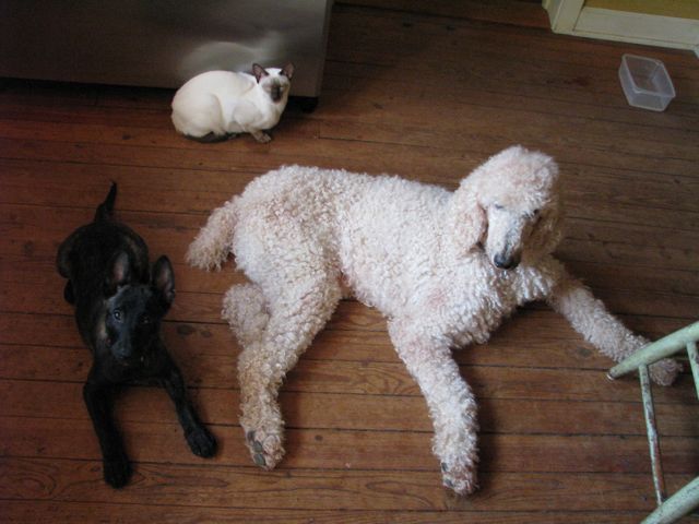 Getting better about the cats....