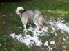 Post grooming
